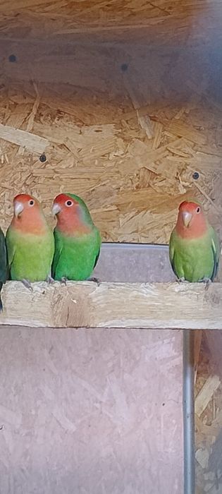 Papagali cantatori si agapornis