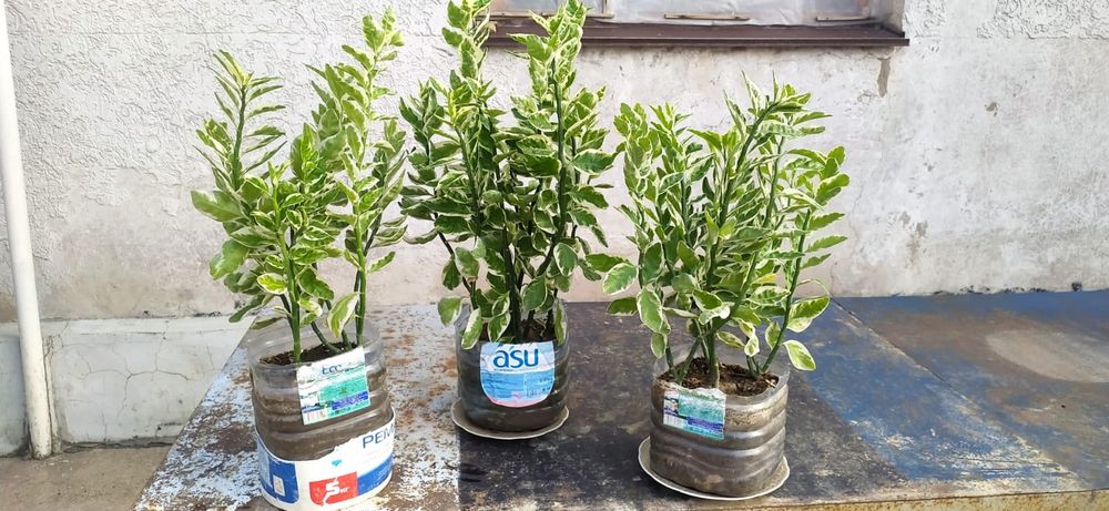 Цветы комнатные красивые