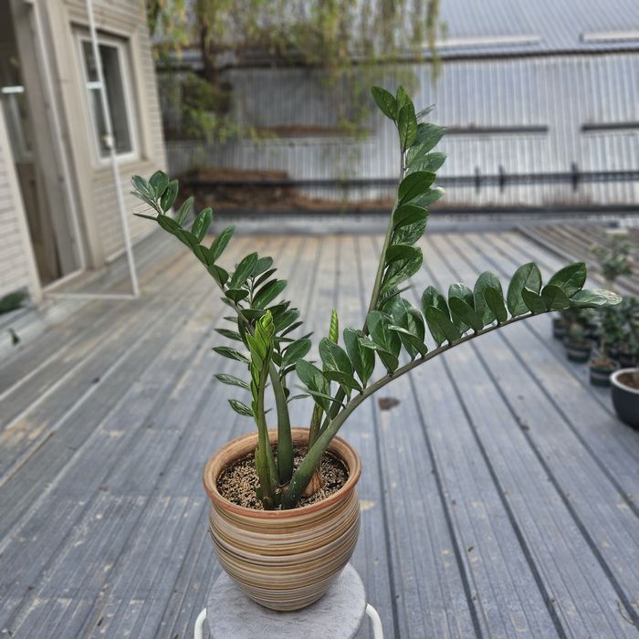 Комнатные цветы продам