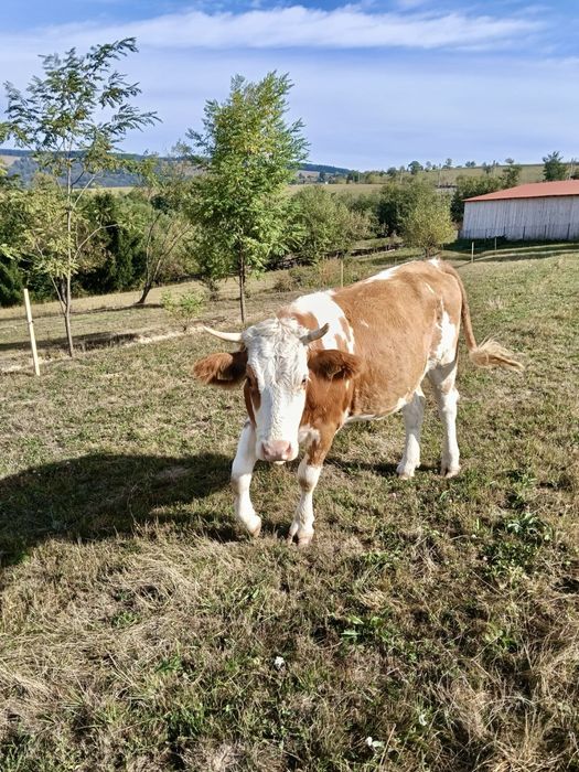 Vând junincă, în vârstă de 2 ani și 3 luni, gestantă în 5 luni