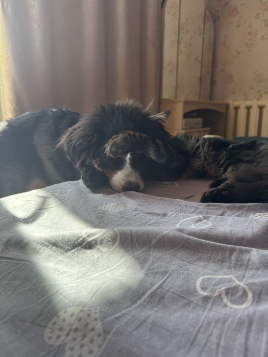 продам бернского зенненхунда