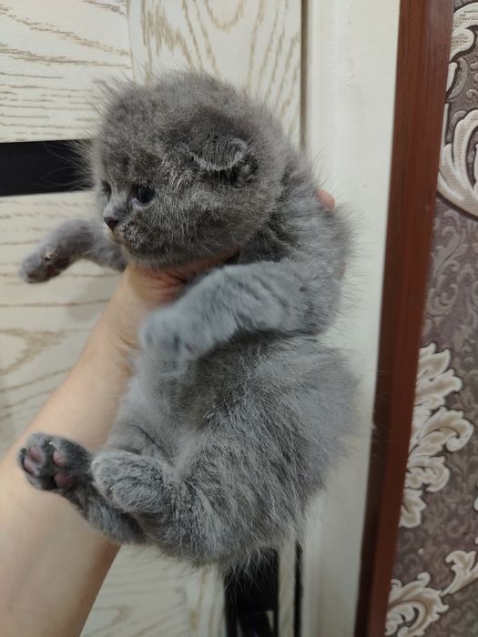 Skotish fold mushukcha