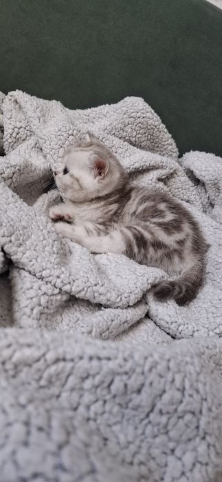 Британские котята