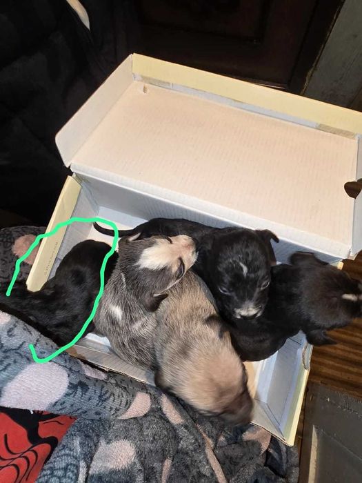 Отдам щенят, срочно!