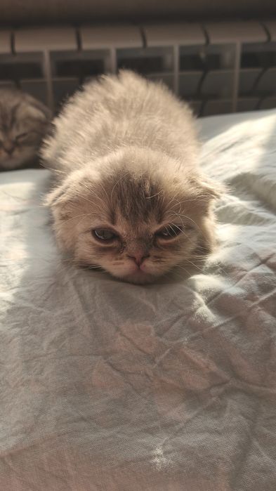 Шотландские котята