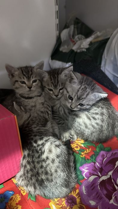 Котята бенгалки