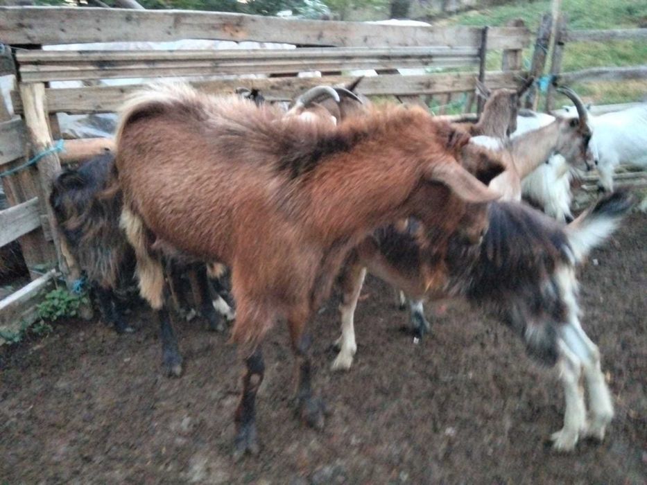Căprițe de vânzare