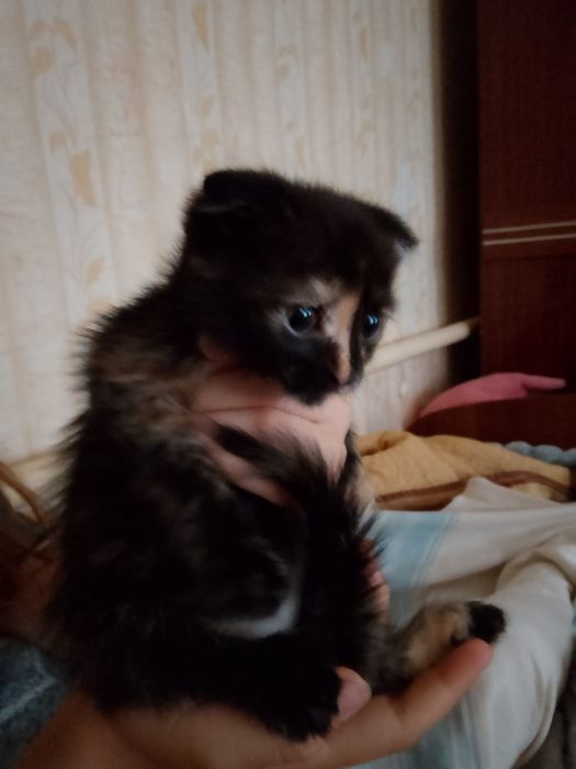 Отдам Котят вислоухих !