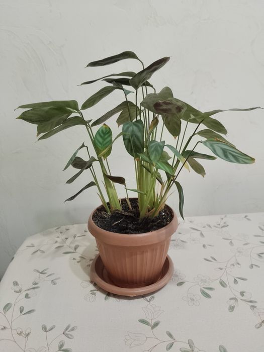 Комнатные растения