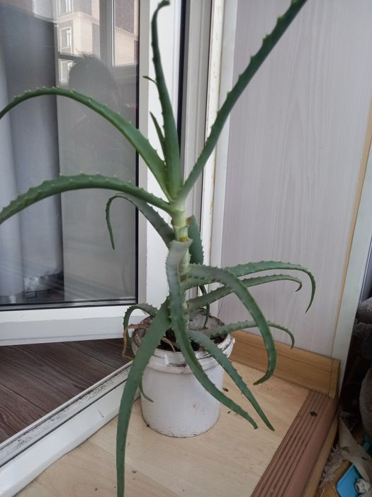 Продам  лечебное   алоэ 3 года