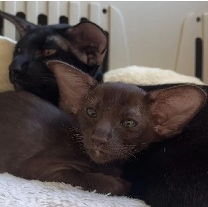 Ориентальные котята