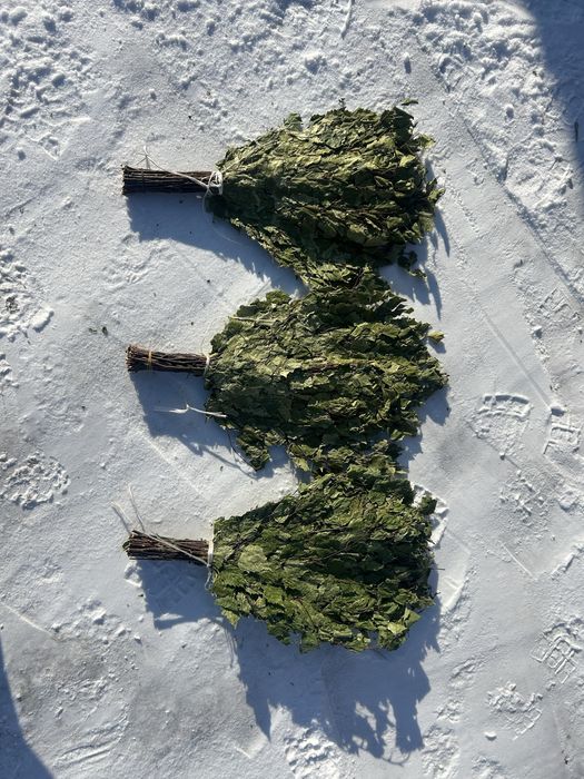 Банные березовые веники