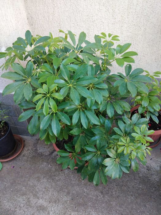 цветя подходящи за заведения или офиси