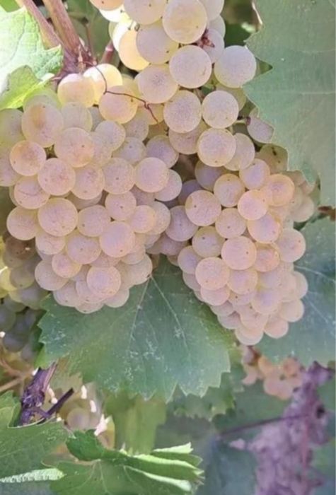 Domenile Panciu struguri de vin de cea mai inalta calitate