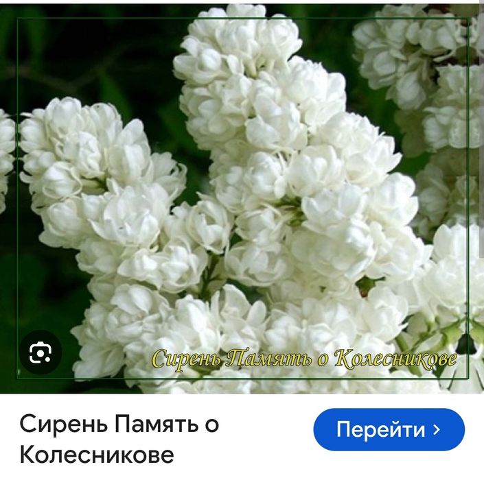 Сирень элитных сортов