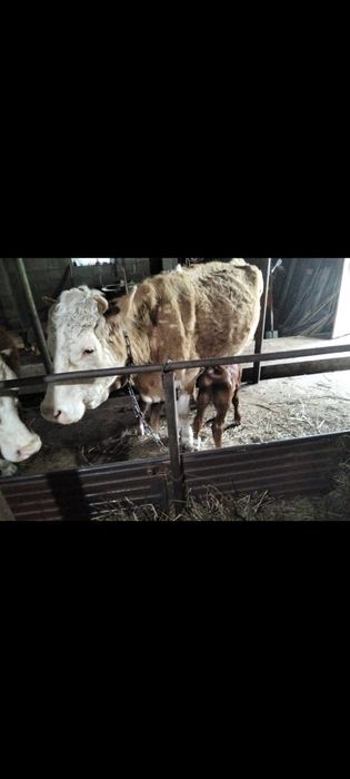 Сиыр бузаумен сатылады