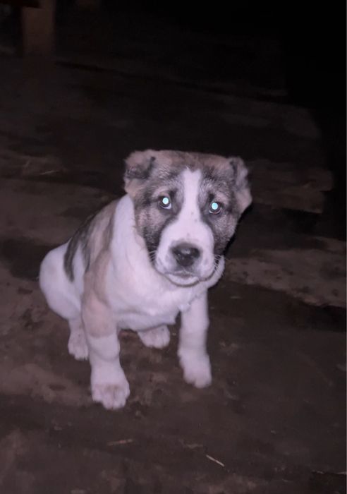 Продам щенка сао торг есть