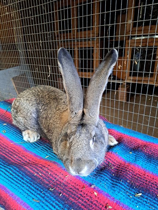 Vand iepuri urias german