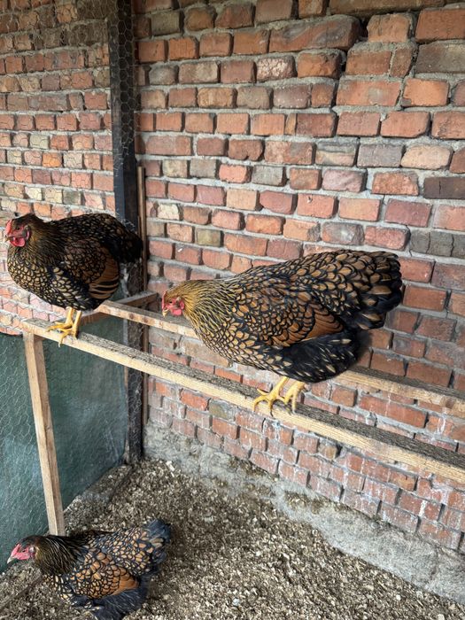 Oua pentru incubat wyandotte gsg ,splash,rosu albastru