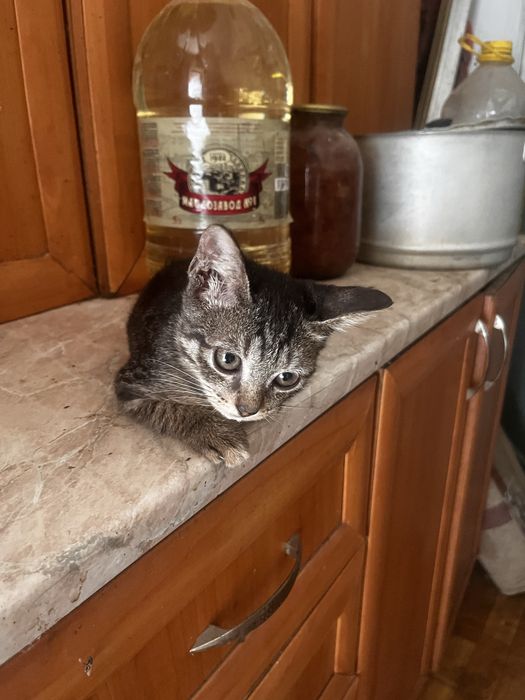 Котят бесплатно