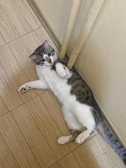 Подарявам Котенце