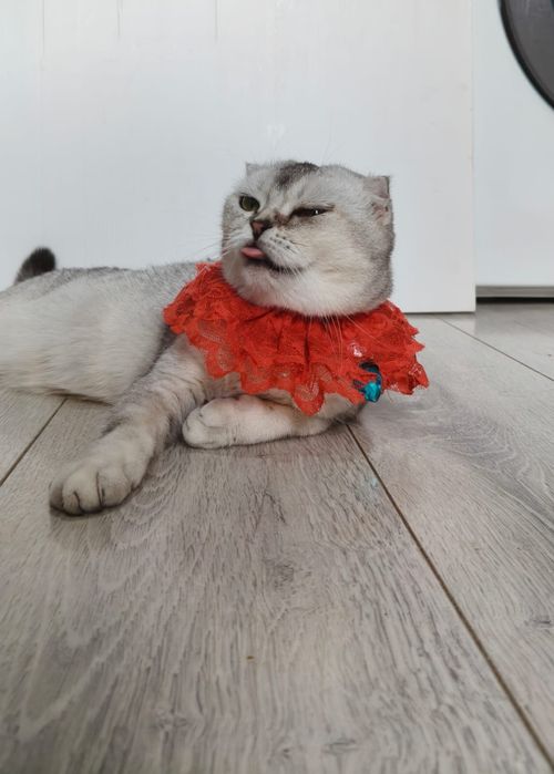Продам красивую домашнюю кошку