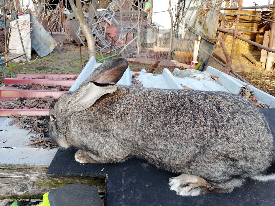 Продавам мъжки заек