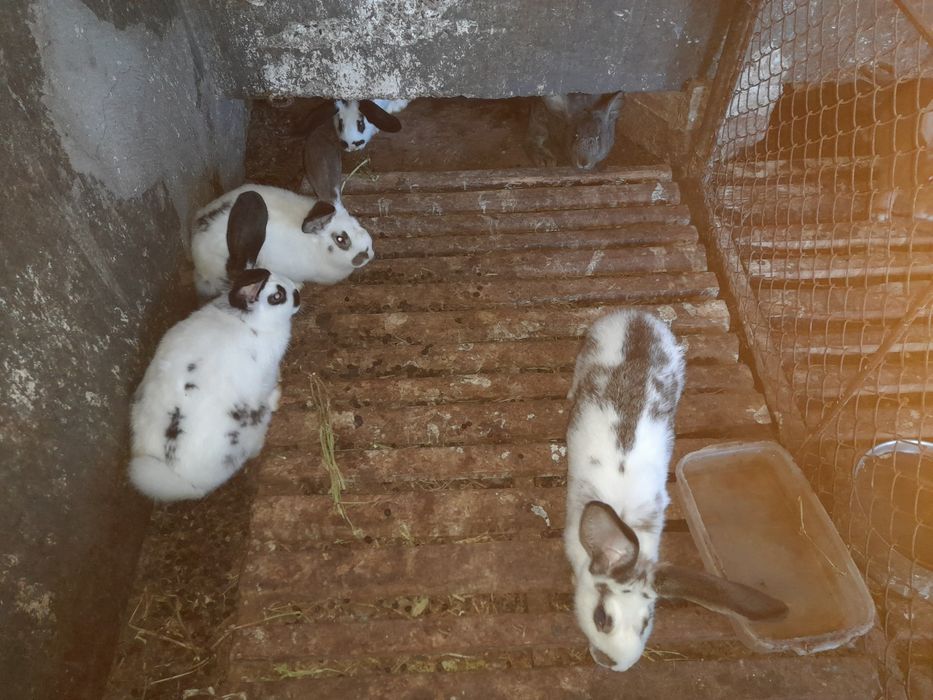 Мисирки.кокошки брама.Зайци на 8месеца за разплод и месо над3.5кг. 40л