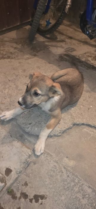 Собачка девочка в добрые руки
