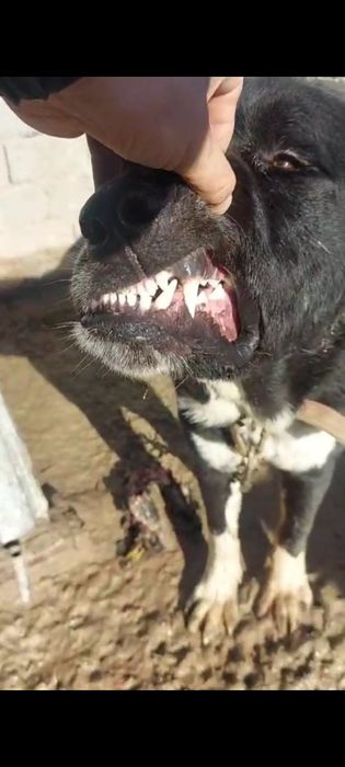 Собака, Тобет,  Алабай,  САО.