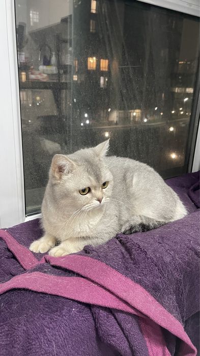 Шотландская прямоухая