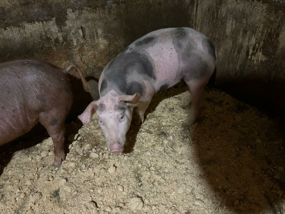 Кабанчик  дюрок+петрен