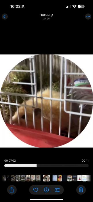 Продам хомячка не дорого