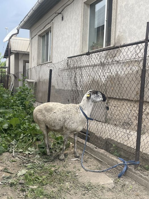 Продам баранина срочный продажа