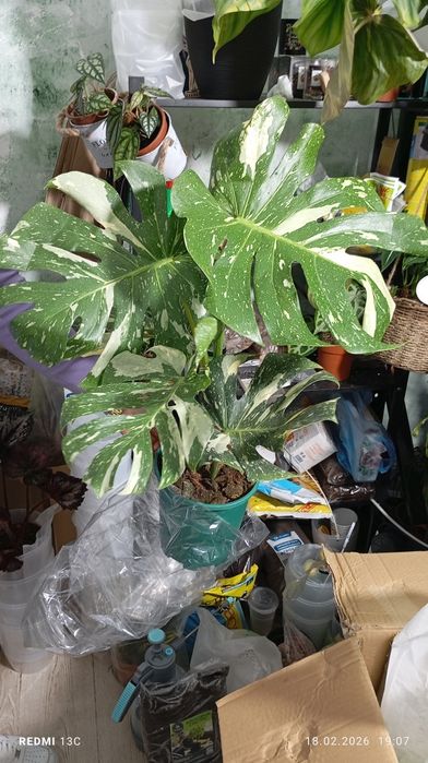 Монстера Тайское созвездие