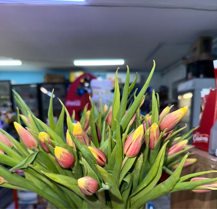 Тюльпаны продаю срочно