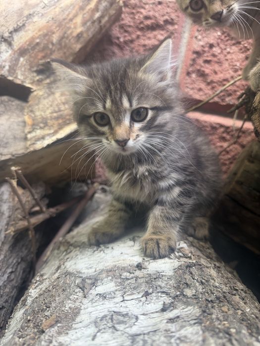 Котята крысоловки