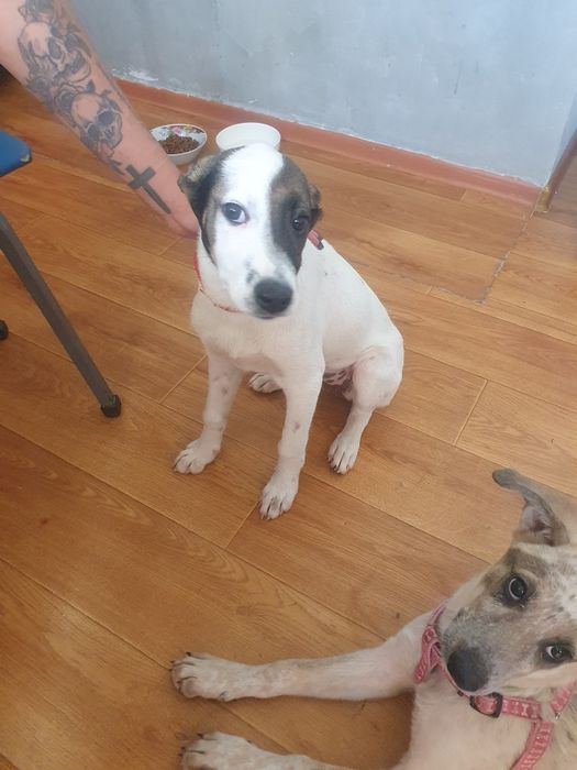 Отдам в хорошие руки