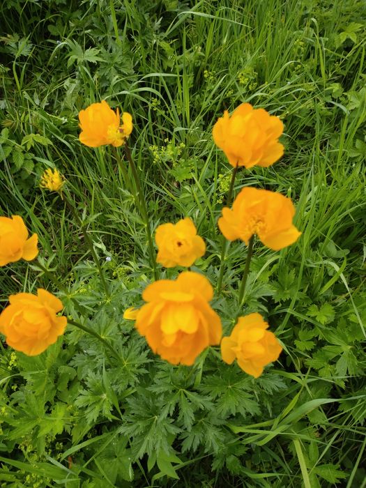 Земельный участок