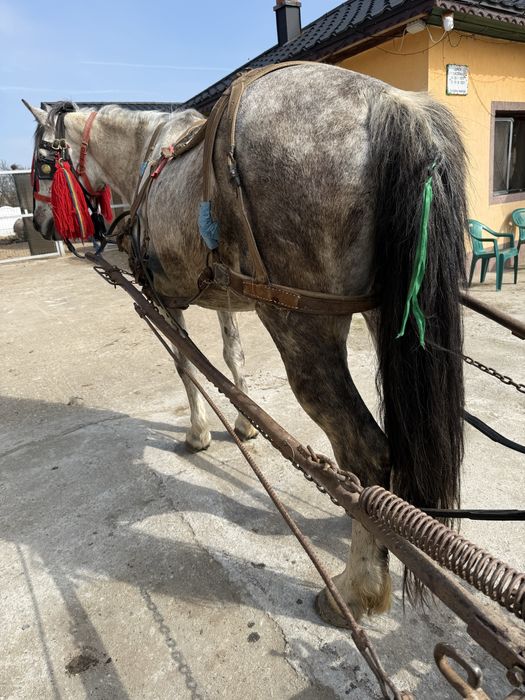 Iapă de 6 anii foarte cuminte și bună de ham