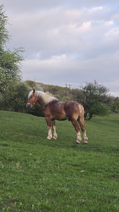 Vând armăsar de 3 ani