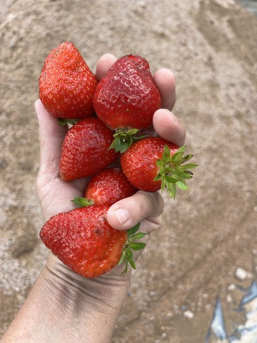 Продам саженцы клубники сорт Фурор