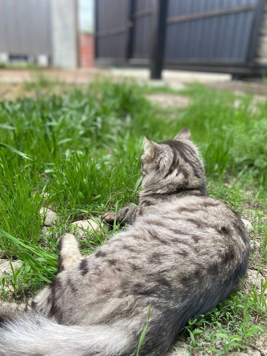 Кот-Крысолов мастер своего дела!