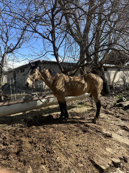 Ат сатылады 7 жасам