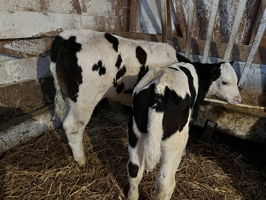 Vand 12 taurasi de rasa pura