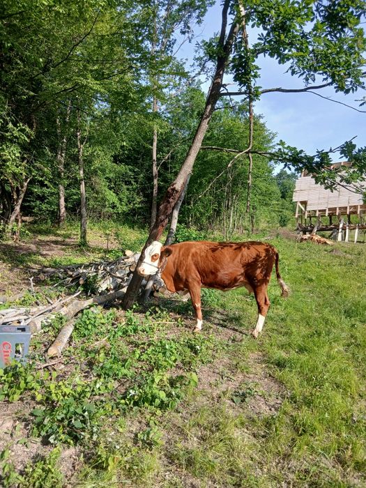 Vând vaca 3 ani  .