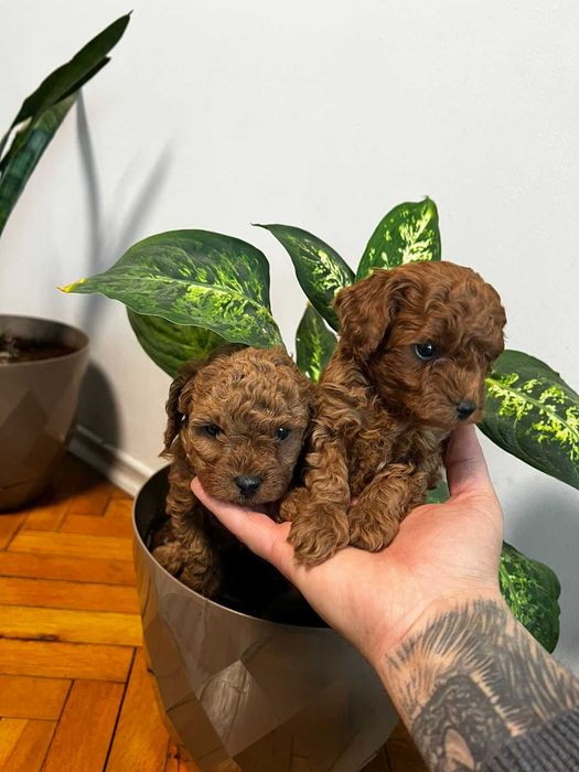 Пудел той Pudlle toy