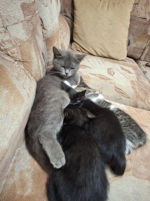 Отдам котят в добрые руки