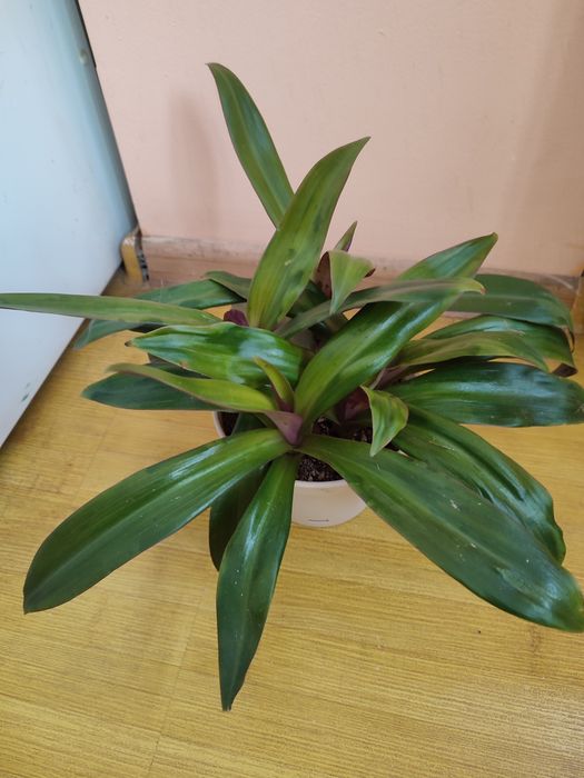 Комнатные цветы недорого ухоженные