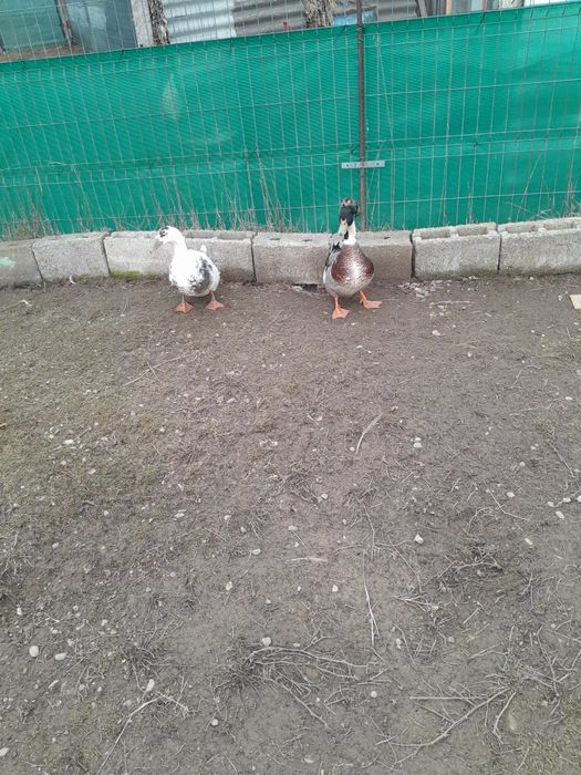 Vând diverse pasari